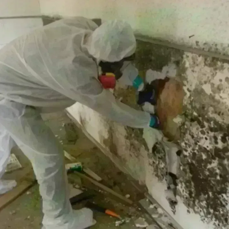 Mold Remediation and Removal in Burke County, ND